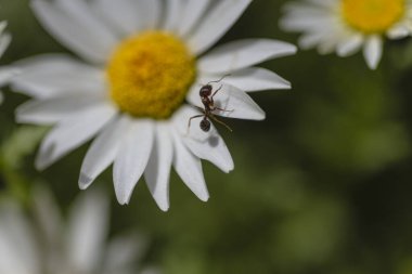 Bahçede arka planda bulanık papatya resimleri ve makro fotoğrafçılık.