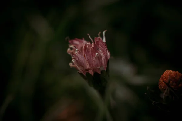 Квіти Природі Саду Розмитим Тлом Кольорових Зображень Квітів Рослин — стокове фото