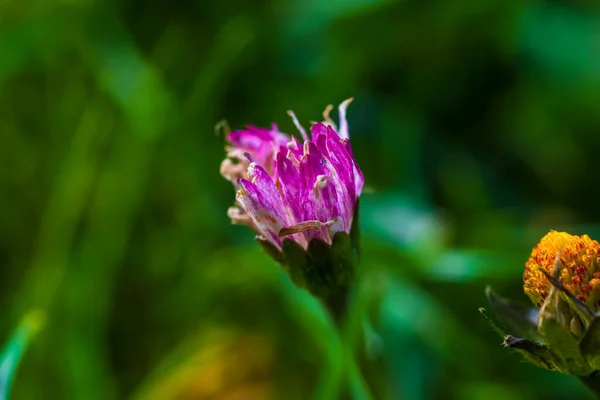 Virágok Kertben Homályos Háttér Színes Képek Virágok Növények — Stock Fotó