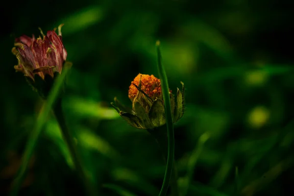 Fleurs Dans Nature Jardin Avec Fond Flou Des Images Couleur — Photo