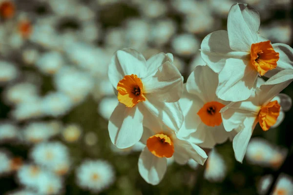 园林中的野生雏菊图像 背景模糊 宏观摄影模糊 — 图库照片