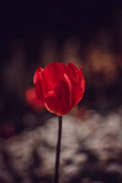 Bir Lalenin Çiçeği Arka Planda Bulanıklık Makro Fotoğrafçılık Ile Yakın — Stok fotoğraf