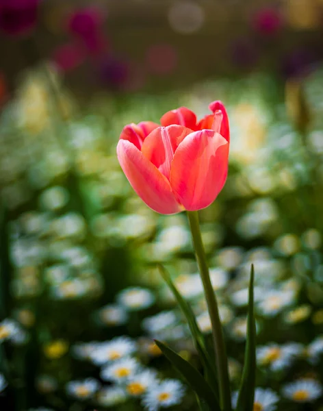Квітка Тюльпана Крупним Планом Розмитим Фоном Природа Макрофотографія — стокове фото