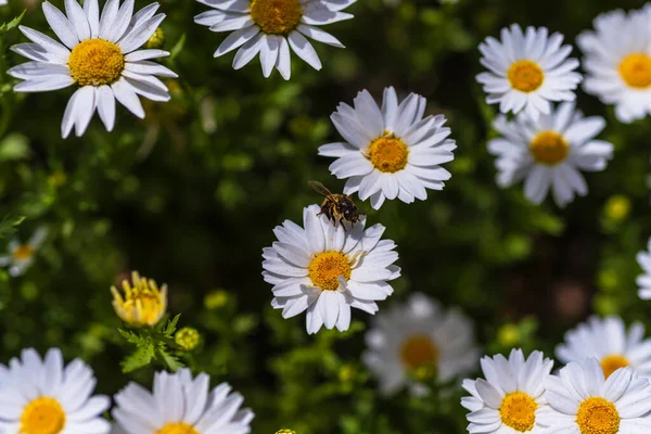 images of wild daisies in the garden with blurred background nature and macro photography