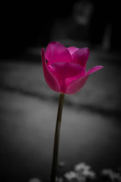 Flor Uma Tulipa Fechar Com Fundo Borrado Natureza Macrofotografia — Fotografia de Stock