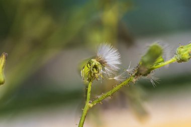 Vahşi fırıldak çiçeğinin makro fotoğrafçılığı