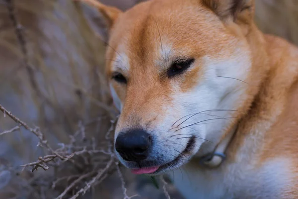 Shiba Inu Ras Hund Valp Ser Distraherad Liggande Fältet — Stockfoto
