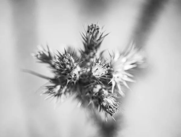 Tarlada Siyah Beyaz Yabani Çiçeklerin Makro Fotoğrafçılığı — Stok fotoğraf