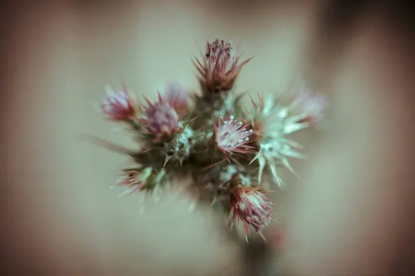 Tarladaki Vahşi Çiçek Devedikeni Makro Fotoğrafçılığı — Stok fotoğraf