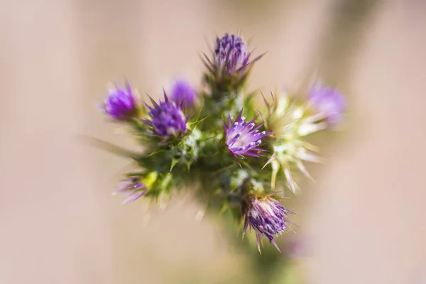 Makro Fotografia Ostu Dzikich Kwiatów Polu — Zdjęcie stockowe