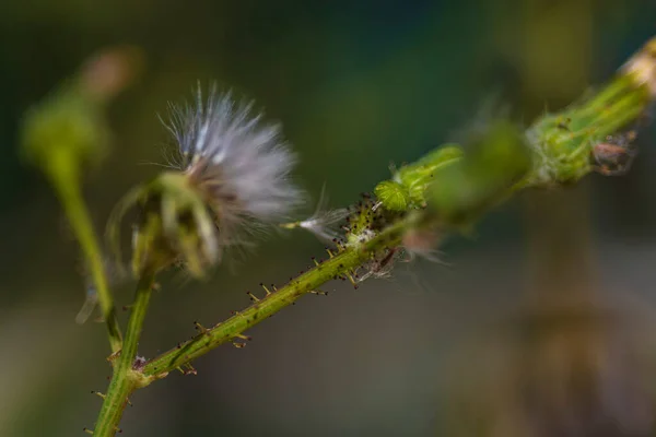 Vahşi Fırıldak Çiçeğinin Makro Fotoğrafçılığı — Stok fotoğraf