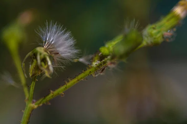 Macro Fotografie Floare Sălbatică Pinwheel — Fotografie, imagine de stoc