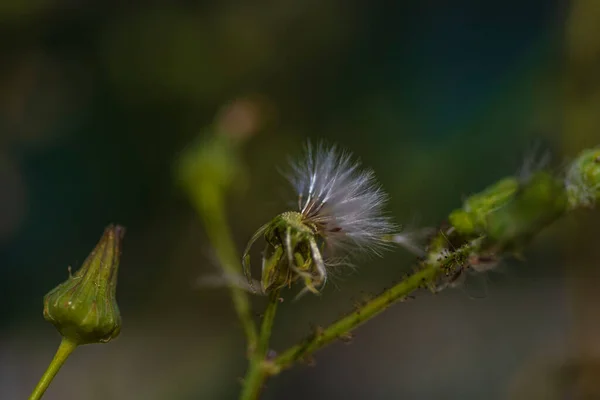 Makro Fotografia Dzikiego Kwiatu Kołowrotka — Zdjęcie stockowe