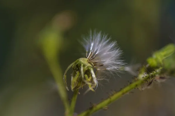 Makro Fotografia Dzikiego Kwiatu Kołowrotka — Zdjęcie stockowe