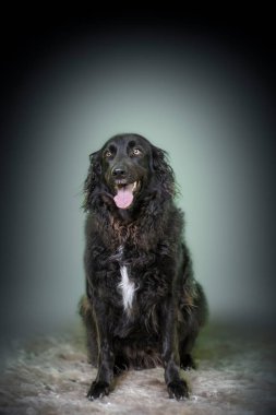 Siyah renkli, uzun saçlı av köpeğinin görüntüsü. Gri arka plan fotoğrafçılığında ağzı açık bir şekilde ileriye bakıyor.