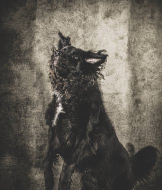 Oturan siyah renkli uzun saçlı av köpeğinin komik bir görüntüsü. Gri arka plan fotoğrafçılığında ağzı açık ileriye bakıyor.