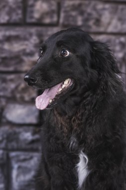 Yakın plan siyah renkli, uzun saçlı av köpeği. Mavi mor arka plan fotoğrafçılığı üzerine ağzı açık bir şekilde ileriye bakıyor.