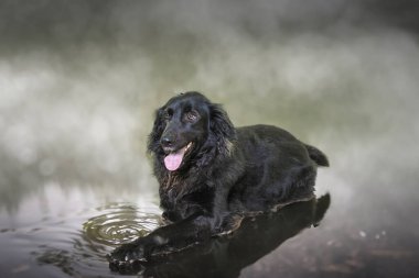 Siyah renkli, uzun saçlı bir av köpeği suyun üstünde yatar ve ağzı açık bir şekilde hayvan fotoğrafçılığını izler.