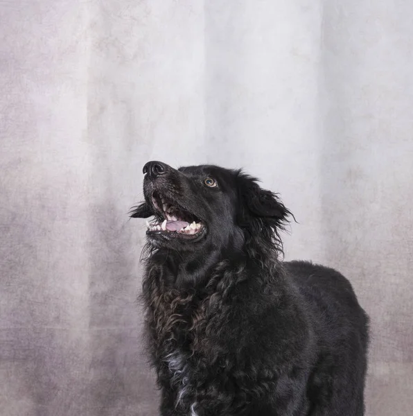 stock image one black colored long haired retriever looking to the side with open mouth on gray background animal photography