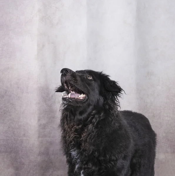 一只黑色长发的猎犬 用灰色背景的动物摄影向侧面张开嘴 图库照片