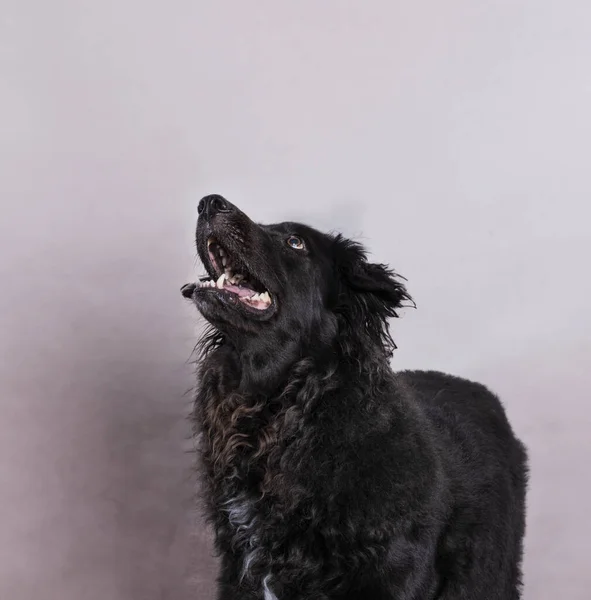 黑色长毛猎犬 用灰色背景的动物摄影张大嘴望着天空 免版税图库图片