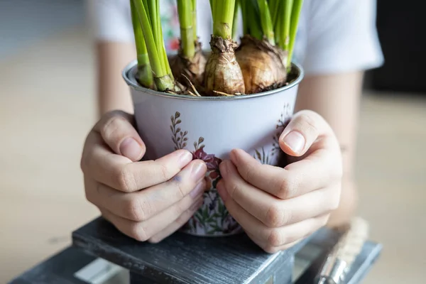 A child holds a bucket with prophetic tubers of flowers in his hands - spring concept. High quality photo