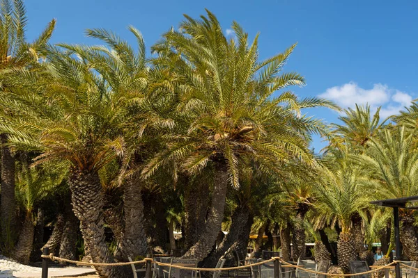 Date Palms Sway Wind Bright Sky Southern Coast Crete Greece — Stock Photo, Image