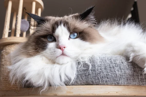 stock image Ragdoll cat lies in the cats place and looks at the camera. High quality photo