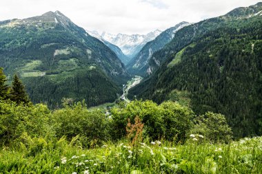 Karlı dağları, yeşil yamaçları, vadi manzarası, Avusturya, Gastein olan yaz dağları manzarası. Yüksek kalite fotoğraf
