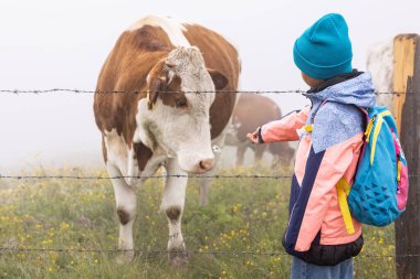 Parlak elbiseli ve sırt çantalı bir kız papatya çiçeğini çayırdaki bir ineğe uzatıyor. Yüksek kalite fotoğraf