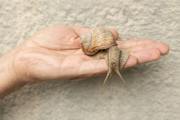 A large snail crawled out of its shell and released tentacles on a male river on a three-dimensional background of natural color. High quality photo