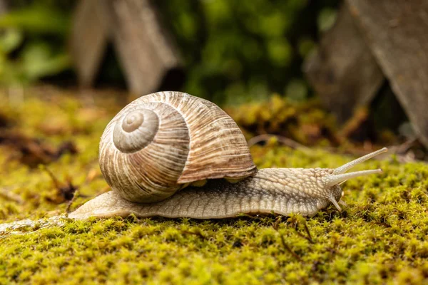 Close-up of a common snail crawling along a fence on bright moss. High quality photo