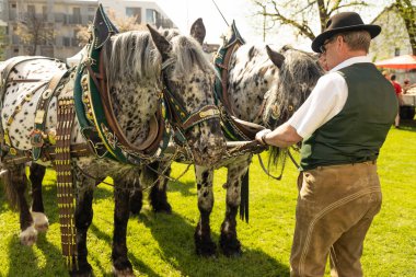 AUSTRIA, SALZBURG - 7 MAI, 2023: Stiegl üretim bölgesindeki Maypole kurulum festivalinde iyi bakımlı güzel atlar. Yüksek kalite fotoğraf