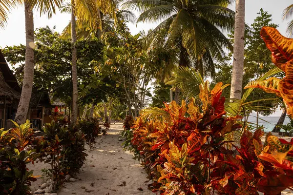 Papuan 'da açık havada renkli bitkiler, Pham Adası, Papua, Endonezya. Yüksek kalite fotoğraf