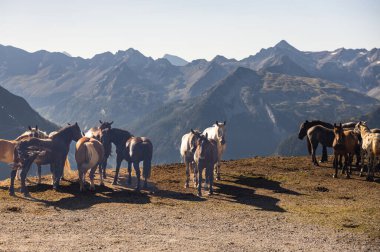 Bir grup at el değmemiş bir dağ platosunda engebeli tepelerin arkasında otluyor..