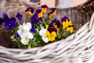 Dokuma sepetinde çeşitli mor, sarı ve beyaz tonlarında canlı çiçekler bulunur ve güneşli bir bahçe sahnesine renk ve cazibe katar. Neşeli çiçekler canlı bir atmosfer yaratır..