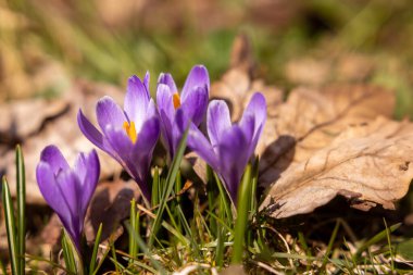 Sıcak güneş ışığı altındaki bir bahçede kuru yapraklarla çevrili parlak mor timsahlar yerden çıkar. Bahar tam gaz devam ediyor, canlı doğaları sergiliyor..