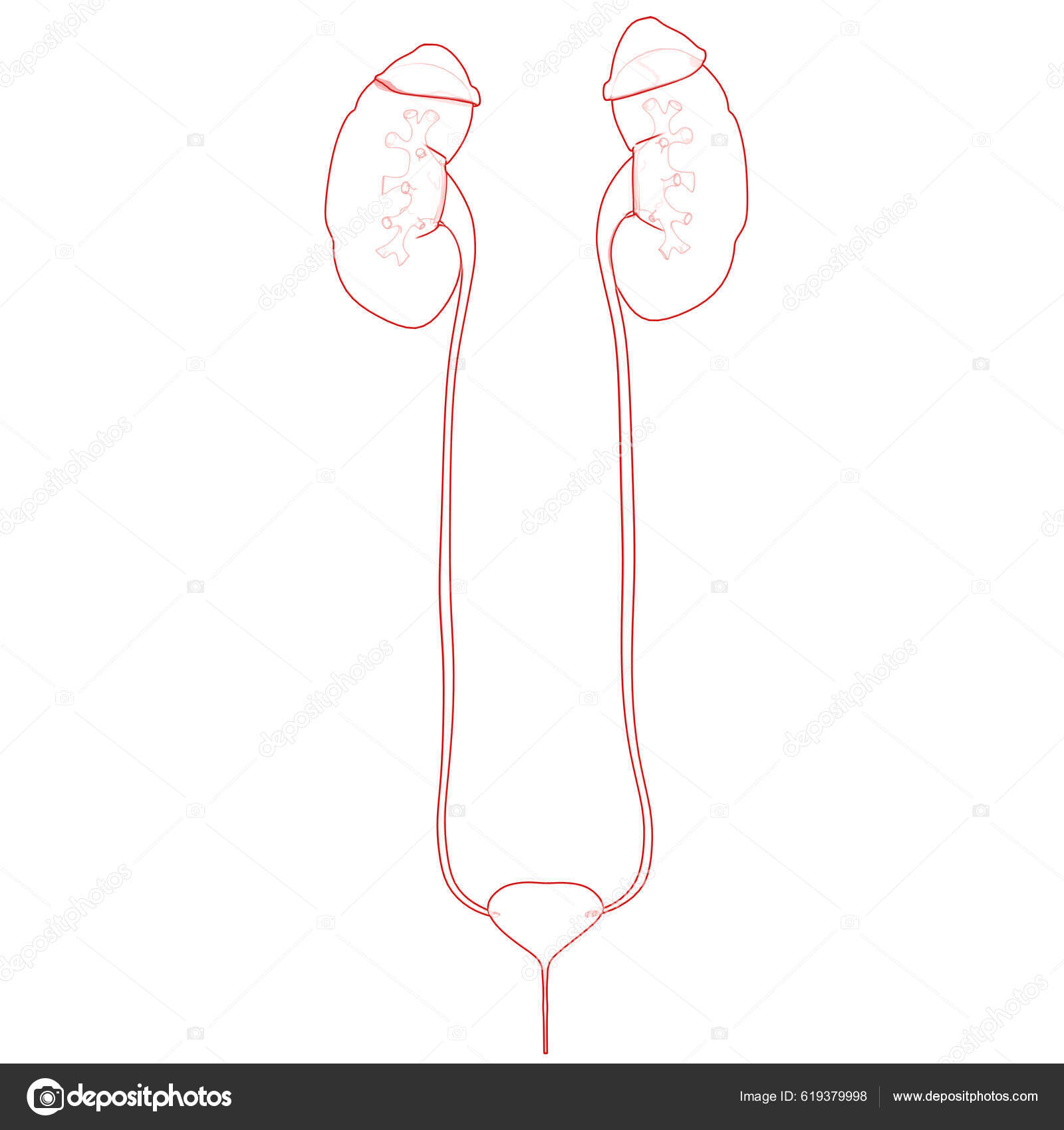 Genitourinary System, Male, Anatomy: Image Details - NCI Visuals Online