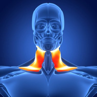 İnsan vücudu kas sistemi kafa kasları plazma kas anatomisi. Üç Boyut