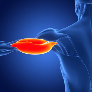 İnsan Kas Sistemi Kas Kasları Kas Anatomisi. Üç Boyut