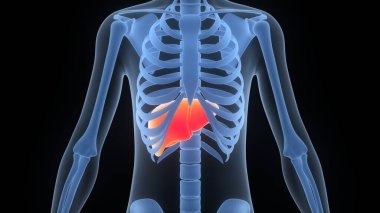 İnsan İç Sindirim Organı Anatomisi. Üç Boyut