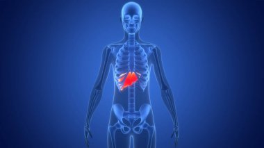 İnsan İç Sindirim Organı Anatomisi. Üç Boyut