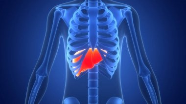 İnsan İç Sindirim Organı Anatomisi. Üç Boyut