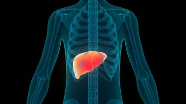 İnsan İç Sindirim Organı Anatomisi. Üç Boyut
