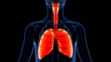İnsan Solunum Sistemi Akciğerleri Anatomisi. Üç Boyut