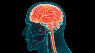 İnsan Merkezi Sinir Sistemi Beyin Anatomisi. 3d