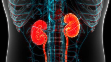 İnsan İdrar Sistemi Böbrekleri Anatomisi. Üç Boyut