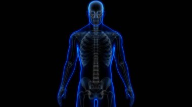 İnsan iskeleti kemik eklemleri anatomisi. Üç Boyut
