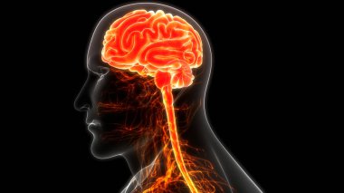 İnsan Merkezi Sinir Sistemi Beyin Anatomisi. 3d