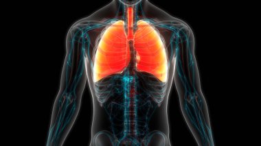 İnsan Solunum Sistemi Akciğerleri Anatomisi. Üç Boyut